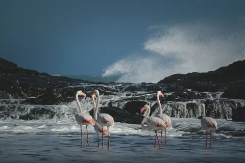 Flamingos 4K Wallpaper · animals · 3840×2560