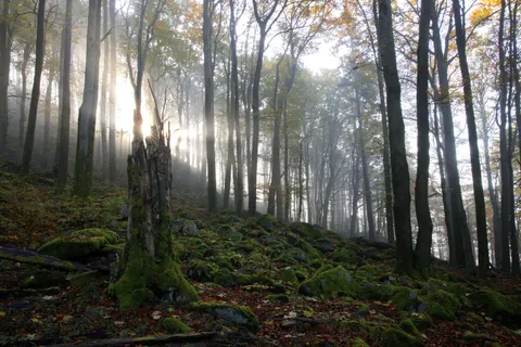 Nebliger Wald 4K Hintergrundbild · nature · 3840×2561