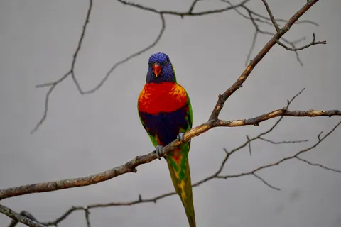 Fondo de pantalla Ave tropical 4K · animals · 3840×2560