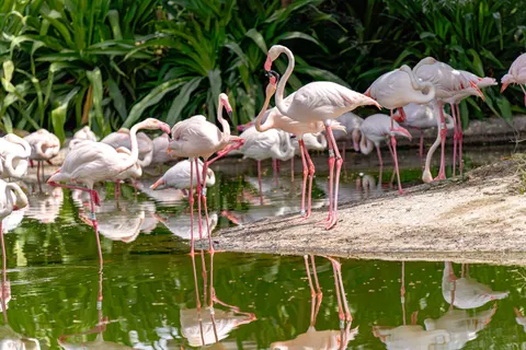 والپیپر فلامینگوها با کیفیت 4K · animals · 3840×2560