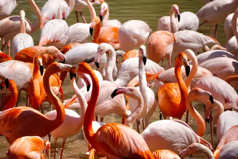 Flamingos 4K Wallpaper · animals · 3840×2560