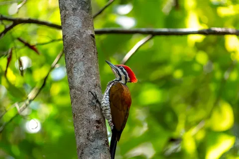 Tropical Bird 4K Wallpaper · animals · 3840×2560
