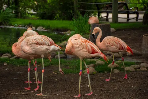 Flamingos 4K Wallpaper · animals · 3840×2560