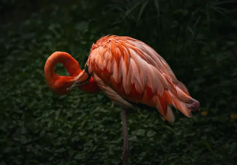 Flamingos 4K Wallpaper · animals · 3840×2678