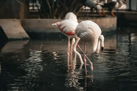 Flamingos 4K Wallpaper · animals · 3840×2560