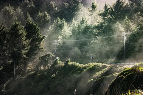 Foggy Forest 4K Wallpaper · nature · 3840×2560