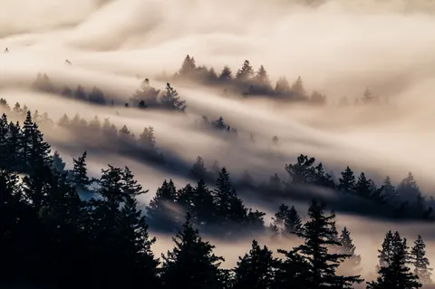 Foggy Forest 4K Wallpaper · nature · 3840×2555