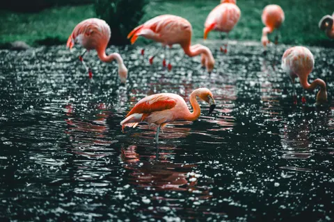 Flamingos 4K Wallpaper · animals · 3840×2561
