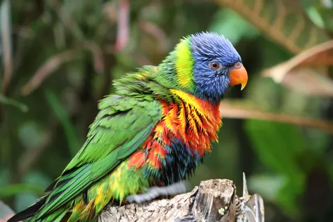 Fondo de pantalla Ave tropical 4K · animals · 3840×2560