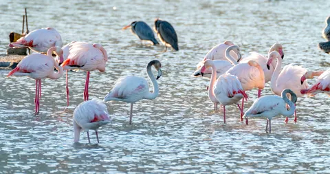 Flamingos 4K Wallpaper · animals · 3840×2020