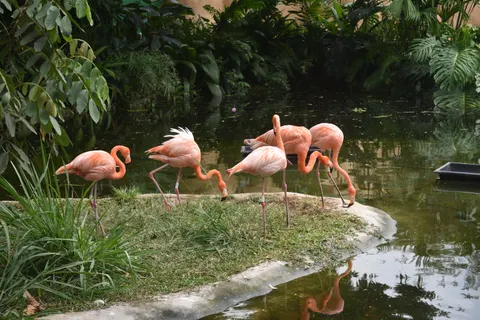 火烈鳥 4K桌布 · animals · 3840×2560