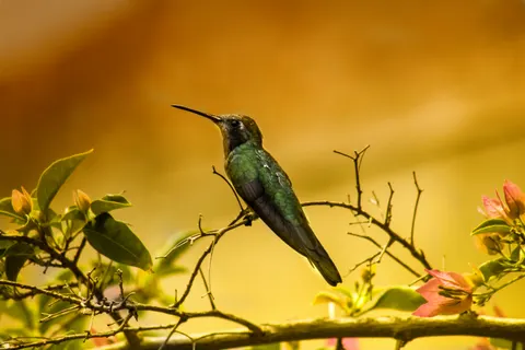 Fond d'écran Oiseau tropical 4K · animals · 3840×2560
