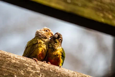 Fond d'écran Oiseau tropical 4K · animals · 3840×2563
