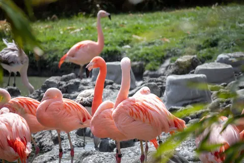 Fond d'écran Flamants roses 4K · animals · 3840×2560