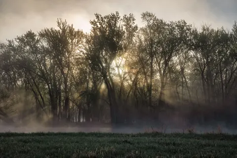 Fondo de pantalla Bosque con niebla 4K · nature · 3840×2560