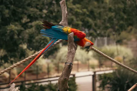 Fondo de pantalla Ave tropical 4K · animals · 3840×2560