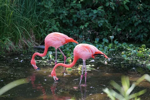 Fond d'écran Flamants roses 4K · animals · 3840×2560