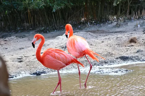 Flamingos 4K Wallpaper · animals · 3840×2560