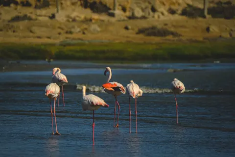 Flamingos 4K Wallpaper · animals · 3840×2560