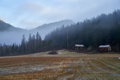 안개 낀 숲 4K 배경화면 · nature · 3840×2561