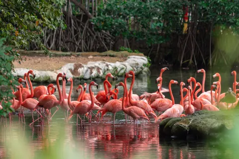 火烈鳥 4K桌布 · animals · 3840×2560