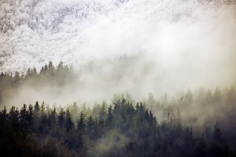 Nebliger Wald 4K Hintergrundbild · nature · 3840×2560