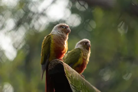 Fondo de pantalla Ave tropical 4K · animals · 3840×2563