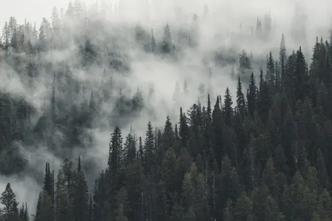 Fondo de pantalla Bosque con niebla 4K · nature · 3840×2561