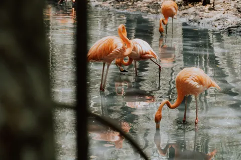 Flamingos 4K Wallpaper · animals · 3840×2560