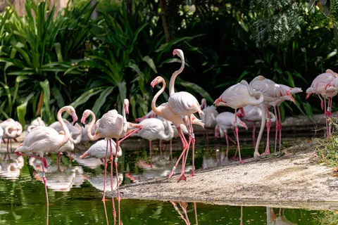 Flamingos 4K Wallpaper · animals · 3840×2560