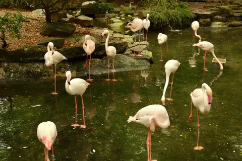 والپیپر فلامینگوها با کیفیت 4K · animals · 3840×2560
