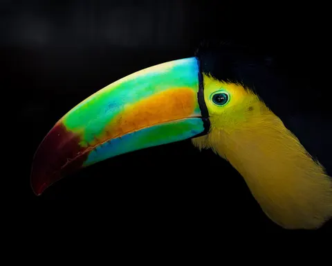 Fond d'écran Oiseau tropical 4K · animals · 3840×3072
