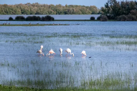 Flamingos 4K Wallpaper · animals · 3840×2560