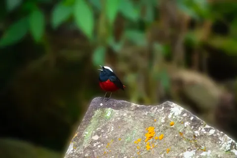 热带鸟 4K壁纸 · animals · 3840×2560