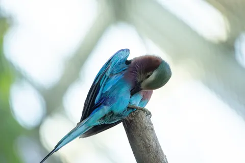 Tropical Bird 4K Wallpaper · animals · 3840×2560