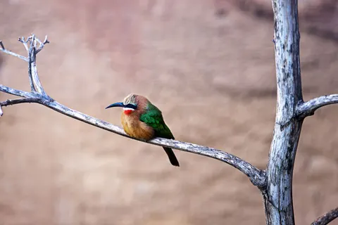 热带鸟 4K壁纸 · animals · 3840×2562