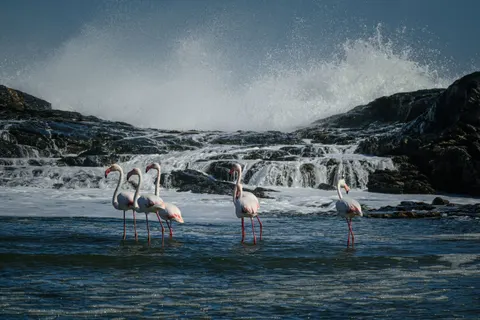 Flamingos 4K Wallpaper · animals · 3840×2560