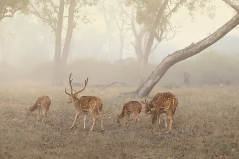 雾中森林 4K壁纸 · nature · 3840×2560