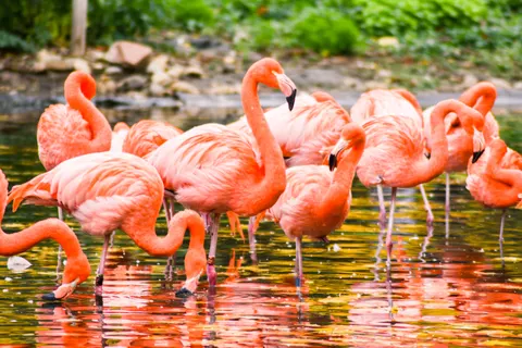 火烈鳥 4K桌布 · animals · 3840×2560