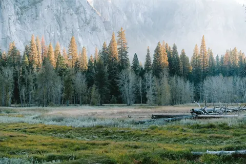 Foggy Forest 4K Wallpaper · nature · 3840×2560