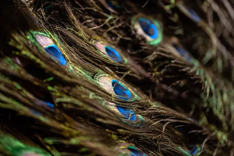 Peacock 4K Wallpaper · animals · 3840×2560