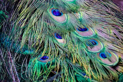 Peacock 4K Wallpaper · animals · 3840×2561