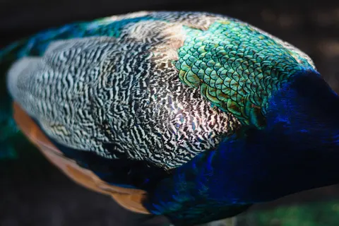Peacock 4K Wallpaper · animals · 3840×2560