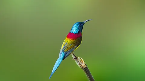 Tropischer Vogel 4K Hintergrundbild · animals · 3840×2153