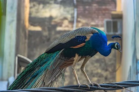 Peacock 4K Wallpaper · animals · 3840×2560