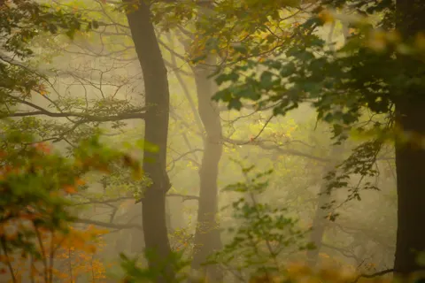 Fondo de pantalla Bosque con niebla 4K · nature · 3840×2560