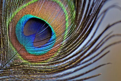 Sfondo Pavone 4K · animals · 3840×2560