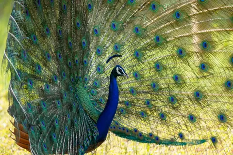 Peacock 4K Wallpaper · animals · 3840×2560