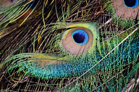 Sfondo Pavone 4K · animals · 3840×2560