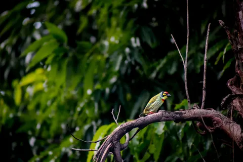 Tropical Bird 4K Wallpaper · animals · 3840×2560
